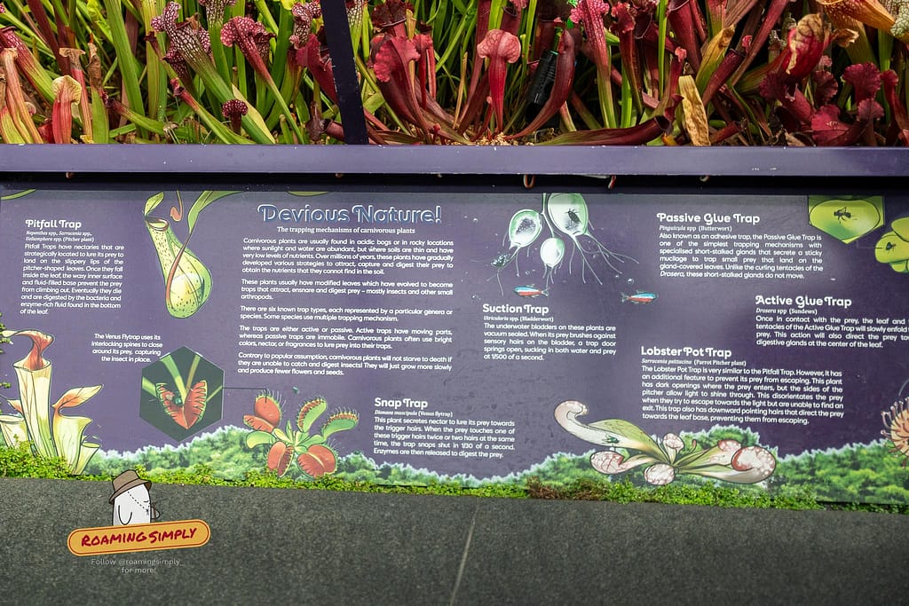 A close-up photograph of an educational signboard titled 'Devious Nature!' explaining the trapping mechanisms of carnivorous plants, displayed in front of vibrant red and green live pitcher plants at the Cloud Forest, Singapore.